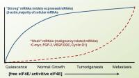 mRNA competition for translation initiation. The mRNA cap-binding eukaryote initiation factor 4E (eIF4E) is rate limiting for cap-dependent translation. The strong mRNAs, which are well translated even when the availability of eIF4E is limiting.